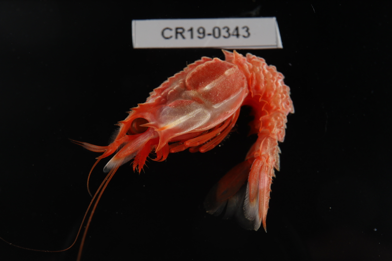 Una especie de camarón de la familia Glyphocrangonidae